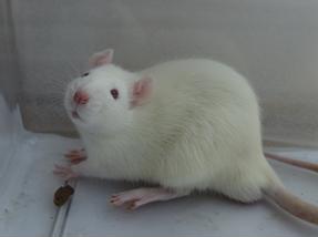 九游会老哥必备的交流社区_俱乐部论坛帖子