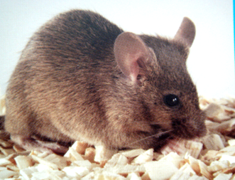 九游会老哥必备的交流社区_俱乐部论坛帖子