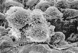 九游会老哥必备的交流社区_俱乐部论坛帖子