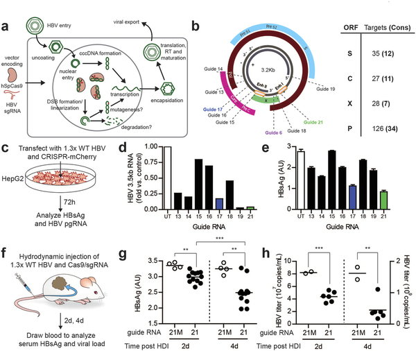 攻克乙肝不是梦，基因编辑靶向“剪切”乙肝病毒