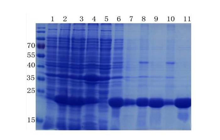 卵白质提取与纯化技巧——九游会老哥俱乐部生物医药