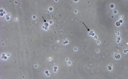 九游会老哥必备的交流社区_俱乐部论坛帖子