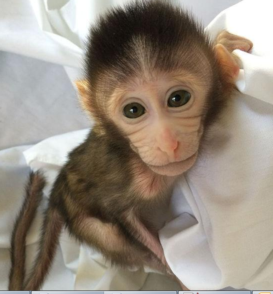 转基因猴成攻克自闭症利剑，首个非人灵长类自闭症模子建设
