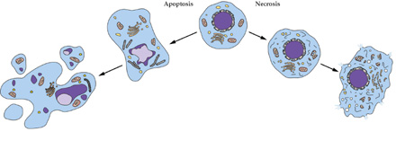 九游会老哥俱乐部细胞凋亡检测手艺效劳