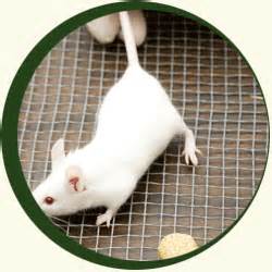 中国首次宣布看待实验动物国家标准