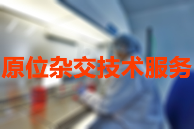 九游会老哥俱乐部原位杂交手艺效劳