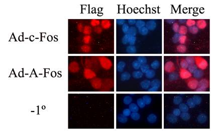 九游会老哥必备的交流社区_俱乐部论坛帖子