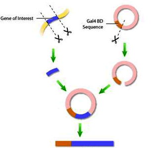 九游会老哥必备的交流社区_俱乐部论坛帖子