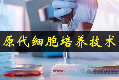 原代细胞作育手艺