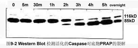 九游会老哥必备的交流社区_俱乐部论坛帖子