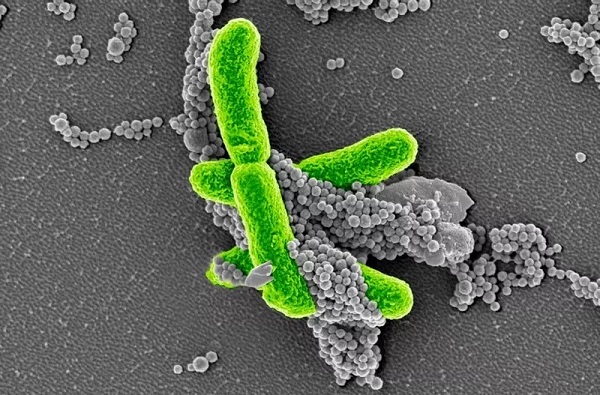 九游会老哥必备的交流社区_俱乐部论坛帖子