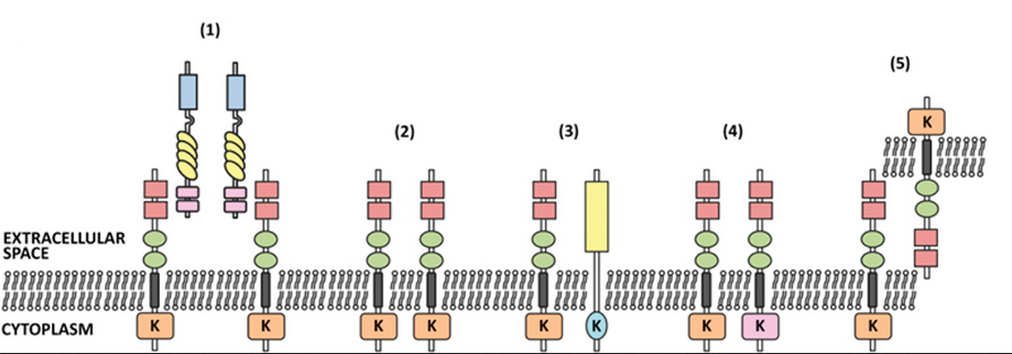 九游会老哥必备的交流社区_俱乐部论坛帖子
