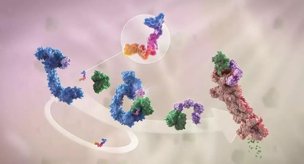 卵白降解剂（多色）连系了1个靶卵白（绿色）和1个E3泛素毗连酶（蓝色），驱动基于卵白酶体（橙色）的靶卵白泛素化（紫色）和降解。