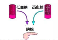 调理血糖稳态，GK负重前行