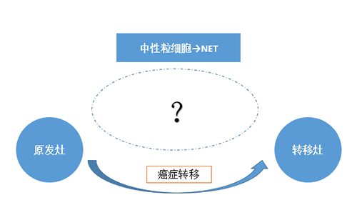 NET可能会通过某些方法“捕获”或“叫醒”癌细胞，从而造成癌细胞的迁徙。