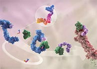 LYTAC出生，与PROTAC并肩作战针对不可成药的靶点