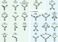 【云回首】理论、规则、实践，三位一体解说双抗的生物剖析