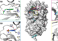 【Nature子刊】国际团队联协实力，加速基于COVID-19结构的药物设计！