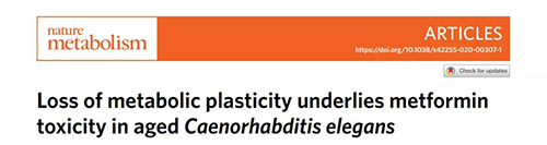 在线虫和人类原代细胞中，当在其寿命晚期提供二甲双胍时，二甲双胍会缩短命命，这与二甲双胍在年轻生物体中的起劲作用相反。
