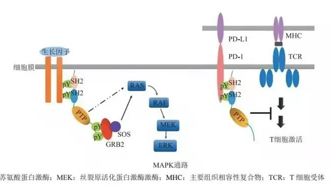 晚期恶性肿瘤患者的福音，SHP2变构抑制剂RG001片获批临床.png