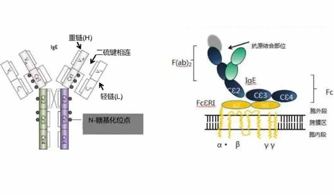 九游会老哥俱乐部助力-济民可信lgE抗体药物JYB1904获批临床-封面.png