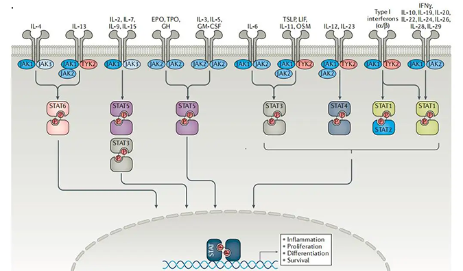 精准建模，掌握解开自身免疫性疾病治疗研究的钥匙