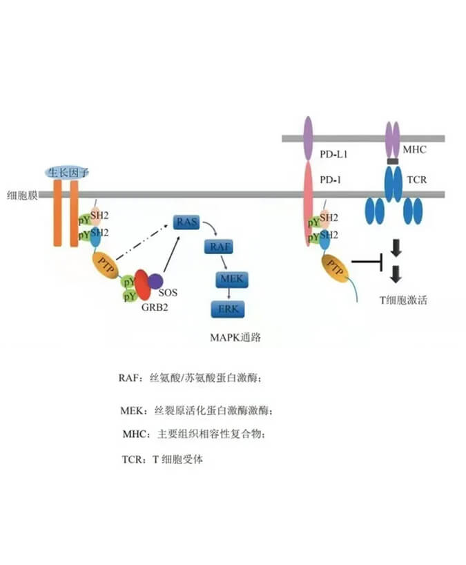 九游会老哥俱乐部助力凌达生物SHP2变构抑制剂RG001片获批临床.jpg