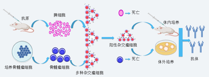 九游会老哥俱乐部抗体开发手艺