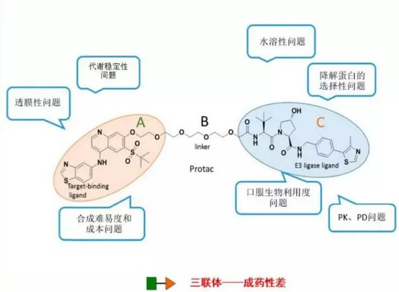 PROTAC分子量较大，消融性较差.jpg