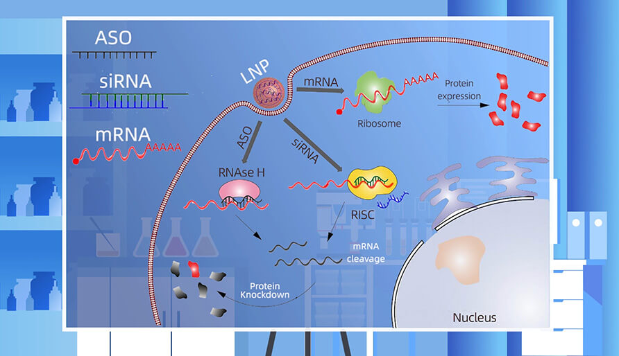 核酸药物的作用机制主要有哪些？