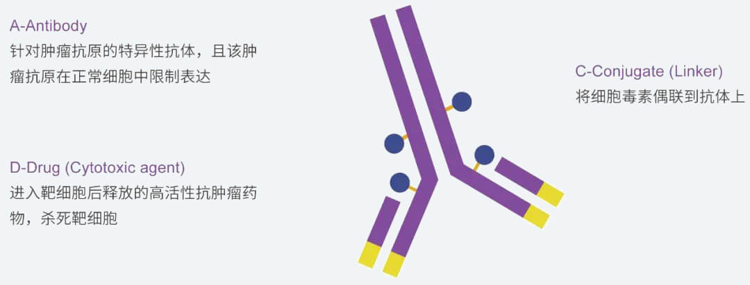 九游会老哥俱乐部抗体药物偶联物（ADC）研发效劳平台.jpg