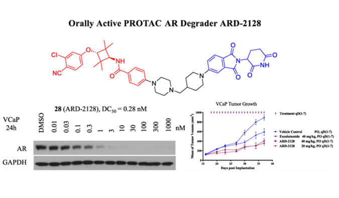 ARD-2128是一种PROTAC AR降解剂，具有精彩的血浆和微粒体稳固性，本研究中体外稳固性和PK研究通过九游会老哥俱乐部举行