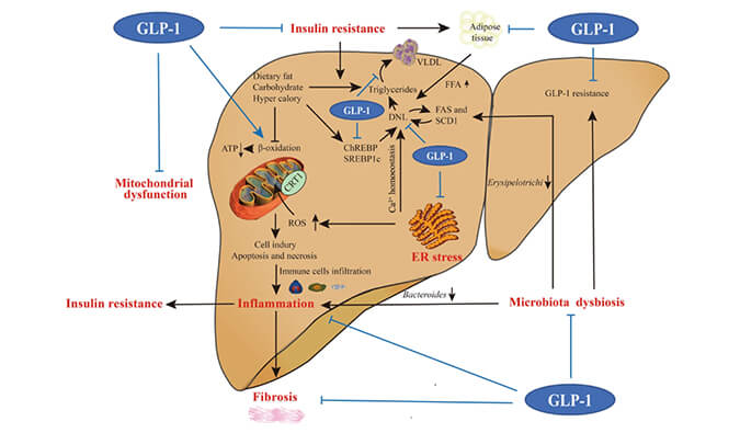 谁将成为 2024年全球生物医药首个黑马？NASH领域突破性药物即将问世？